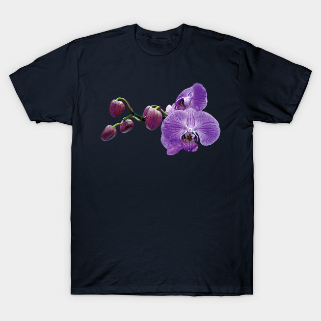 Purple Orchids With Buds